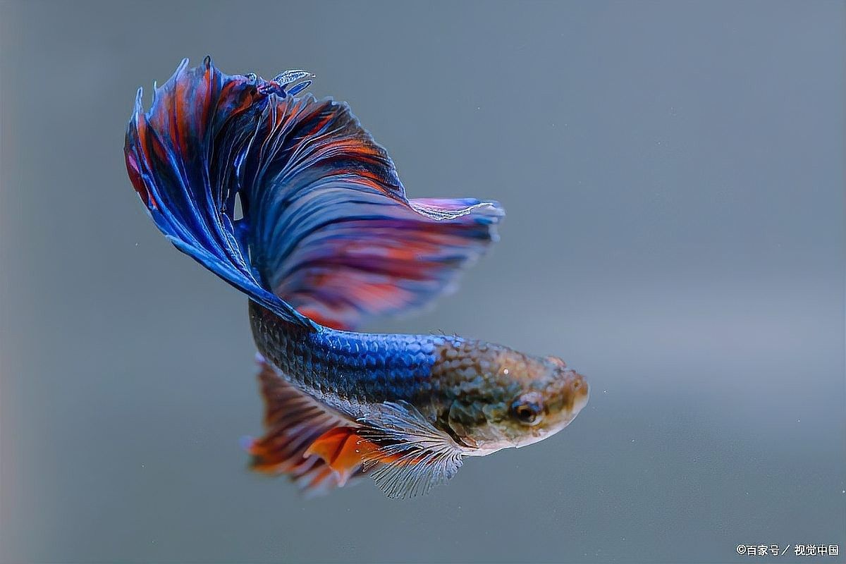 六角龍魚繁殖后需要隔離嗎？（六角龍魚繁殖后是否需要隔離？）
