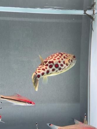 紅圓點狗頭魚能長多大（紅圓點狗頭魚的成年體長）
