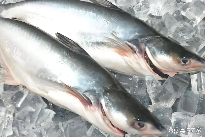 龍魚是龍利魚嗎（龍利魚和龍頭魚是一種魚嗎）