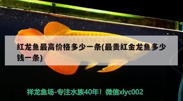 紅龍魚最高價格多少一條(最貴紅金龍魚多少錢一條)（世界上最貴的觀賞魚最高價格多少一條血紅龍魚最高價格多少一條）