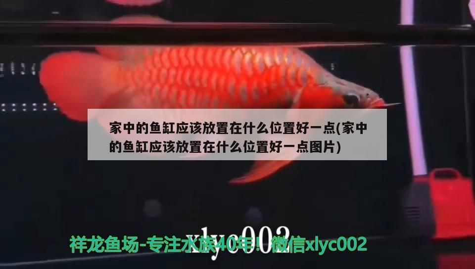 家中的魚缸應(yīng)該放置在什么位置好一點(家中的魚缸應(yīng)該放置在什么位置好一點圖片)（家中的魚缸放在什么位置最合適，放在什么位置最合適） 家中的魚缸應(yīng)該放置在什么位置好一點(家中的魚缸應(yīng)該放置在什么位置好一點圖片)（家中的魚缸放在什么位置最合適，放在什么位置最合適） 觀賞魚百科
