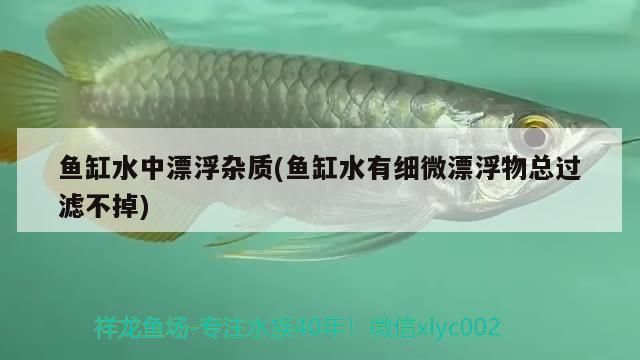 龍魚干蝦有營養嗎 魚缸水中漂浮雜質(魚缸水有細微漂浮物總過濾不掉) 觀賞魚百科 魚缸水中漂浮雜質(魚缸水有細微漂浮物總過濾不掉) 魚缸水中漂浮雜質(魚缸水有細微漂浮物總過濾不掉) 觀賞魚百科