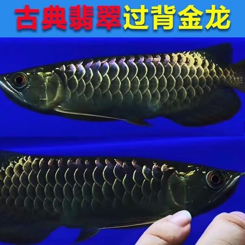 藍黃龍魚有哪些品種？（關于藍黃龍魚品種的基本信息：藍黃龍魚品種指南）