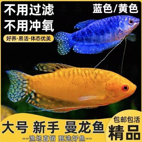 藍黃龍魚有哪些品種？（關于藍黃龍魚品種的基本信息：藍黃龍魚品種指南）