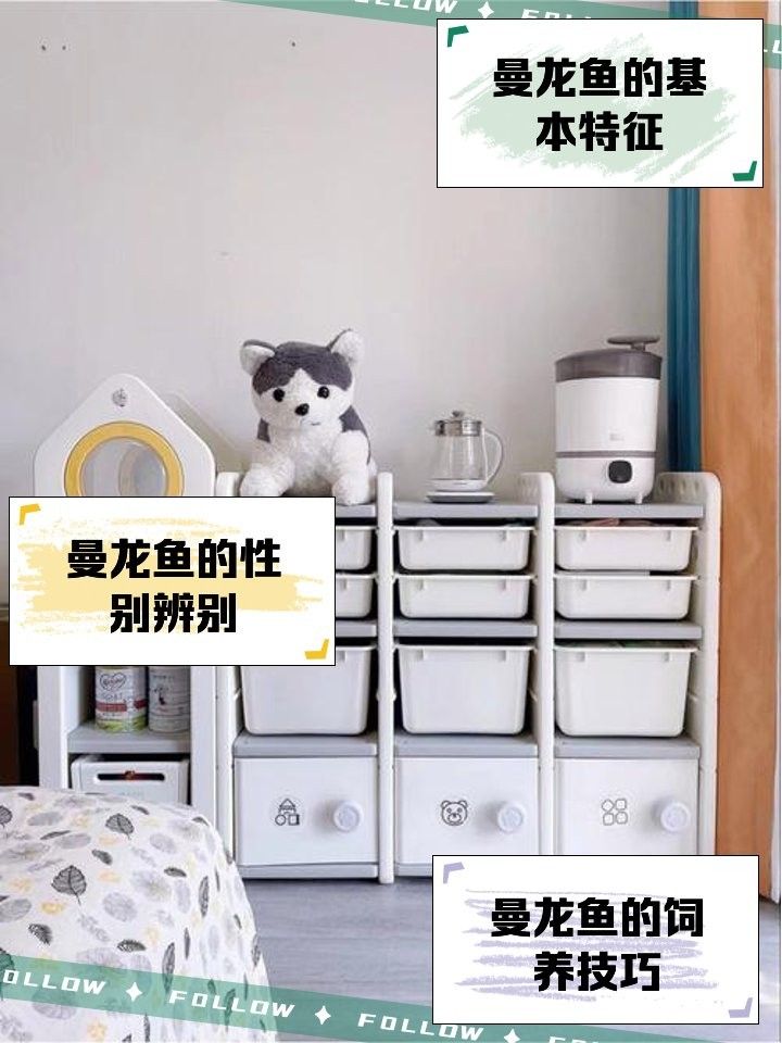 藍黃龍魚有哪些品種？（關于藍黃龍魚品種的基本信息：藍黃龍魚品種指南）