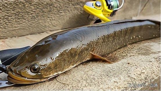哪種廣東雷龍魚品種最受歡迎