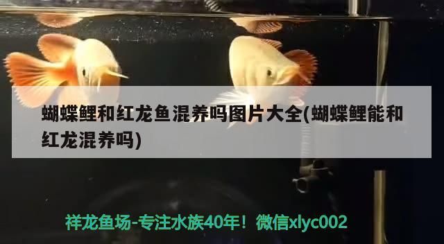 蝴蝶鯉和紅龍魚混養(yǎng)嗎圖片大全(蝴蝶鯉能和紅龍混養(yǎng)嗎)
