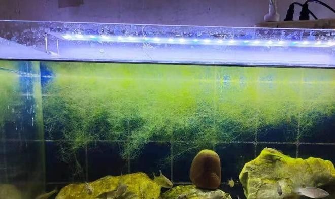 金龍魚換水時(shí)可以洗棉嗎？（夏季給魚缸換水，為什么不要同時(shí)清洗濾棉）
