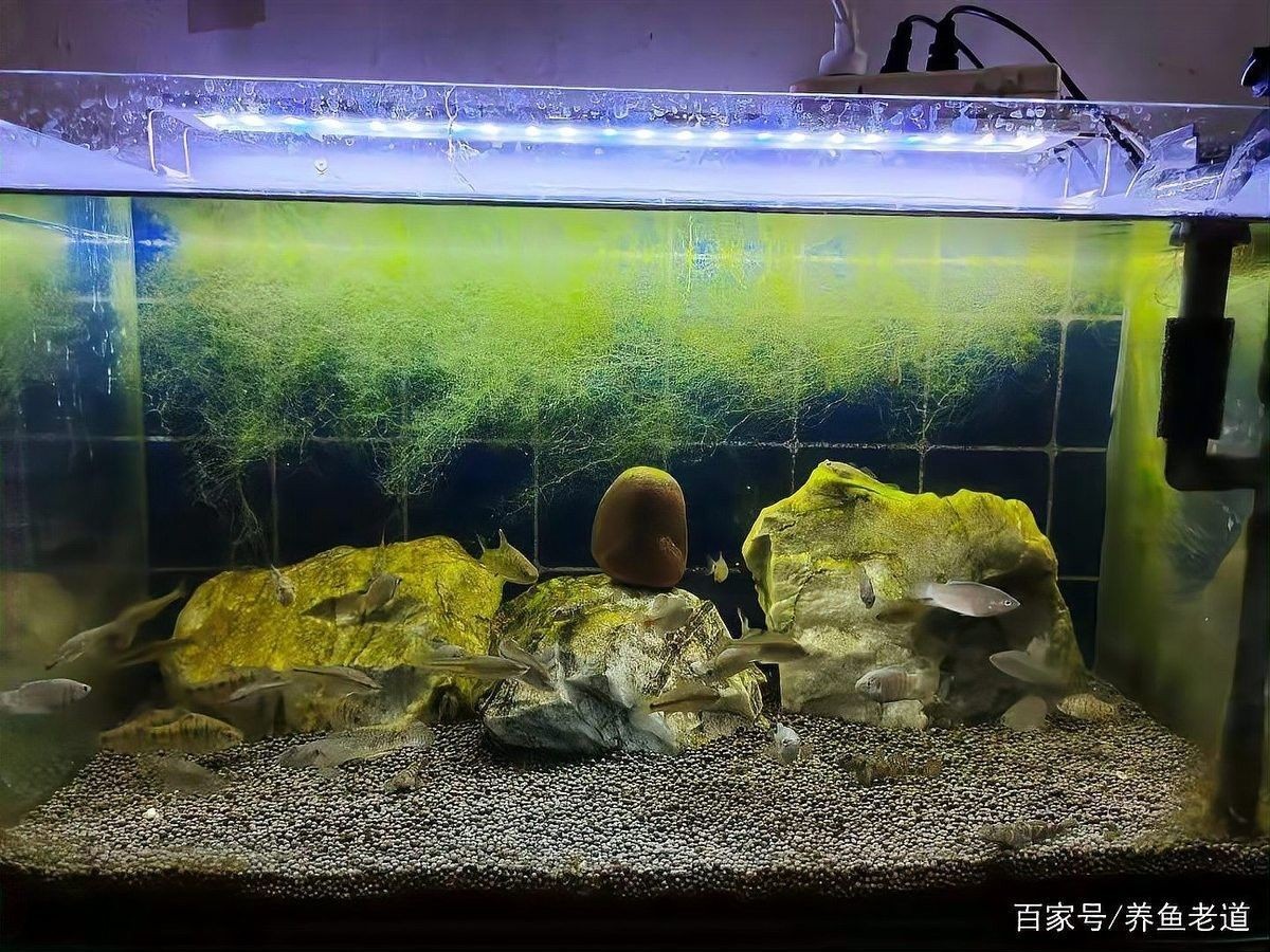 金龍魚換水時(shí)可以洗棉嗎？（夏季給魚缸換水，為什么不要同時(shí)清洗濾棉）