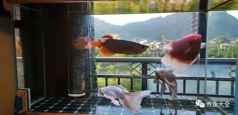 金龍魚換水時(shí)可以洗棉嗎？（夏季給魚缸換水，為什么不要同時(shí)清洗濾棉）
