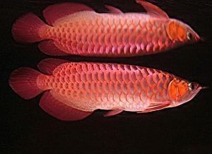 硯山紅龍魚（養紅龍魚發色出狀態攻略龍魚進階:學了這三招） 硯山紅龍魚（養紅龍魚發色出狀態攻略龍魚進階:學了這三招） 觀賞魚百科 第10張