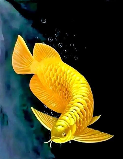 高清金龍魚（高清金龍魚的制作過程）
