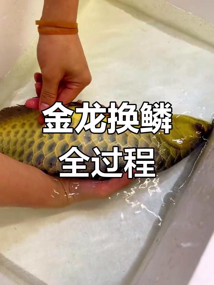 龍魚鱗片壞了用拔掉嗎