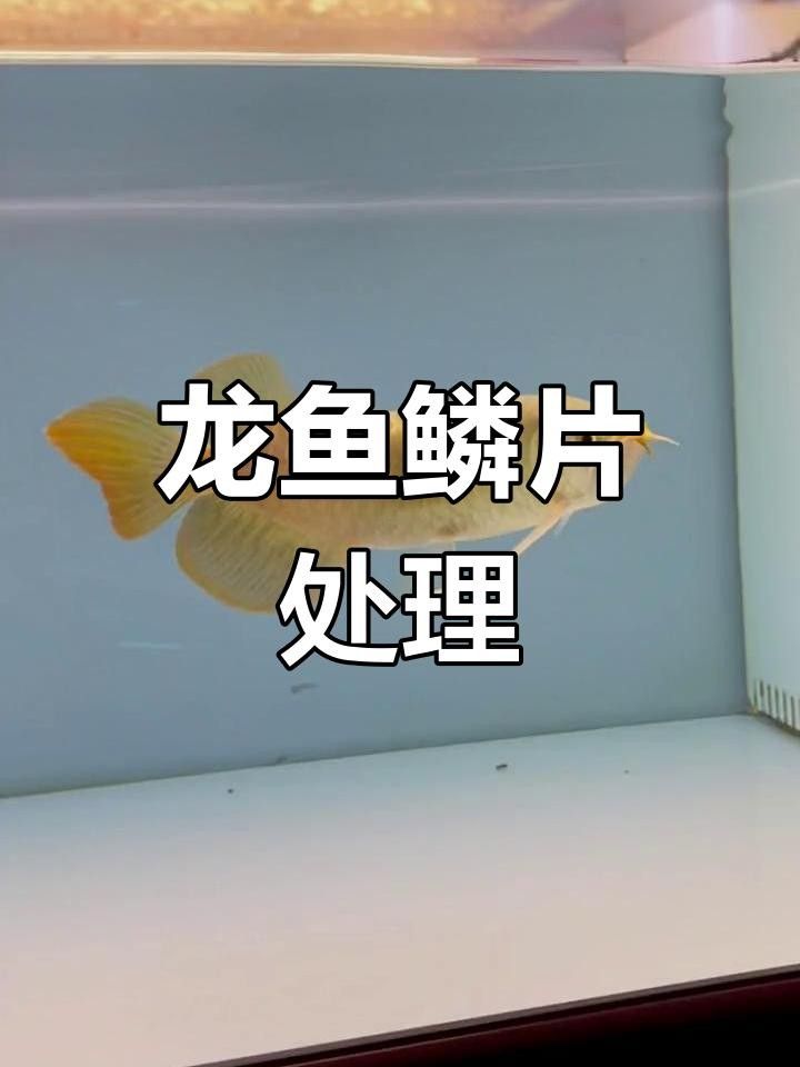 龍魚鱗片壞了用拔掉嗎