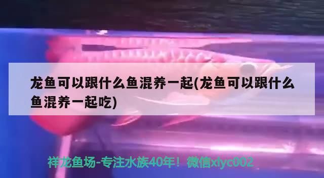 龍魚可以跟什么魚混養(yǎng)一起(龍魚可以跟什么魚混養(yǎng)一起吃)（龍魚可以和什么魚混養(yǎng)一起吃）