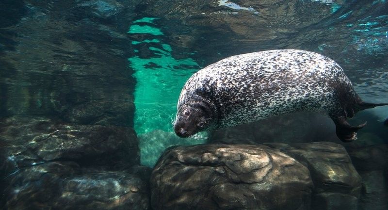 浩泰水族館營業時間是？（上海海洋水族館的營業時間是多久？）