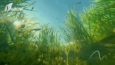 朔州虹鱒魚的故事