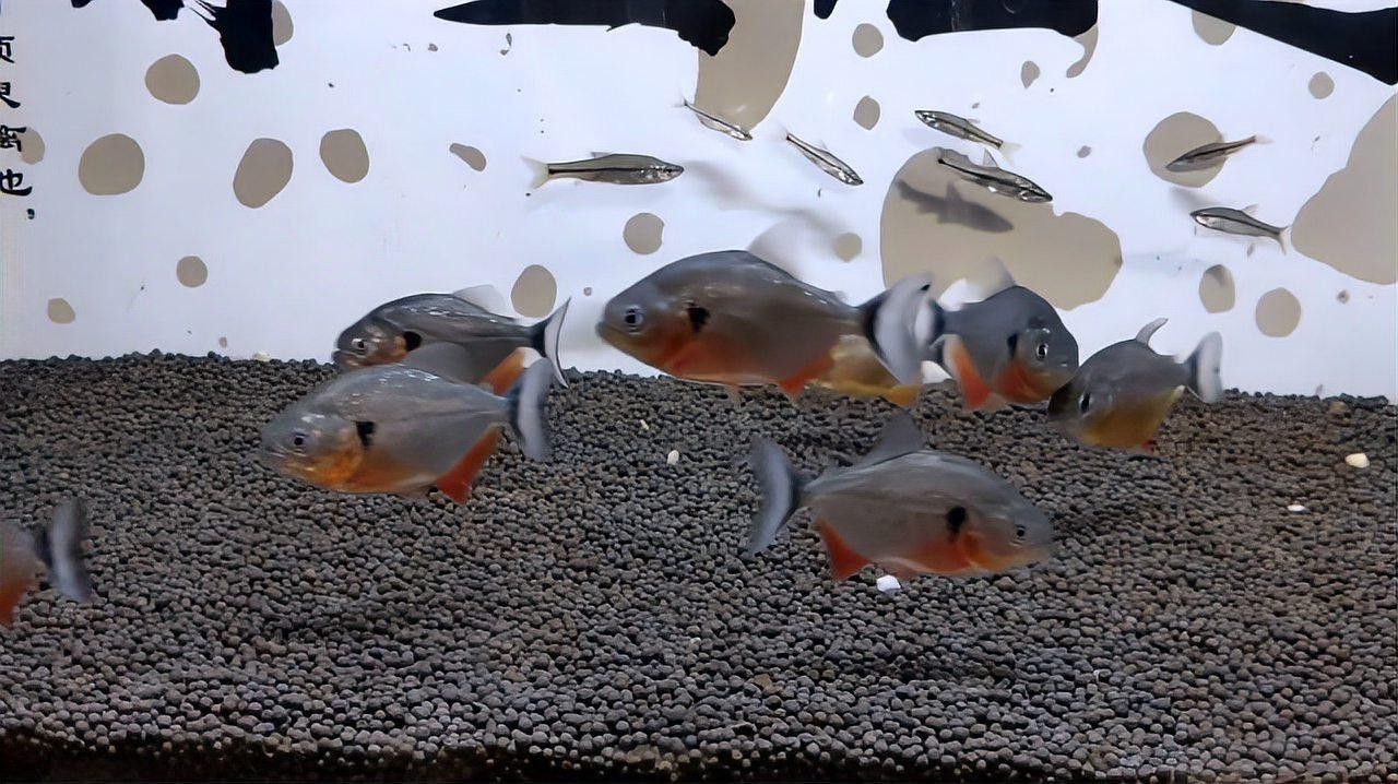 剛入缸的龍魚不愛動（剛入缸的龍魚不愛動，本文探討了新加入魚缸中的龍魚不活躍行為）
