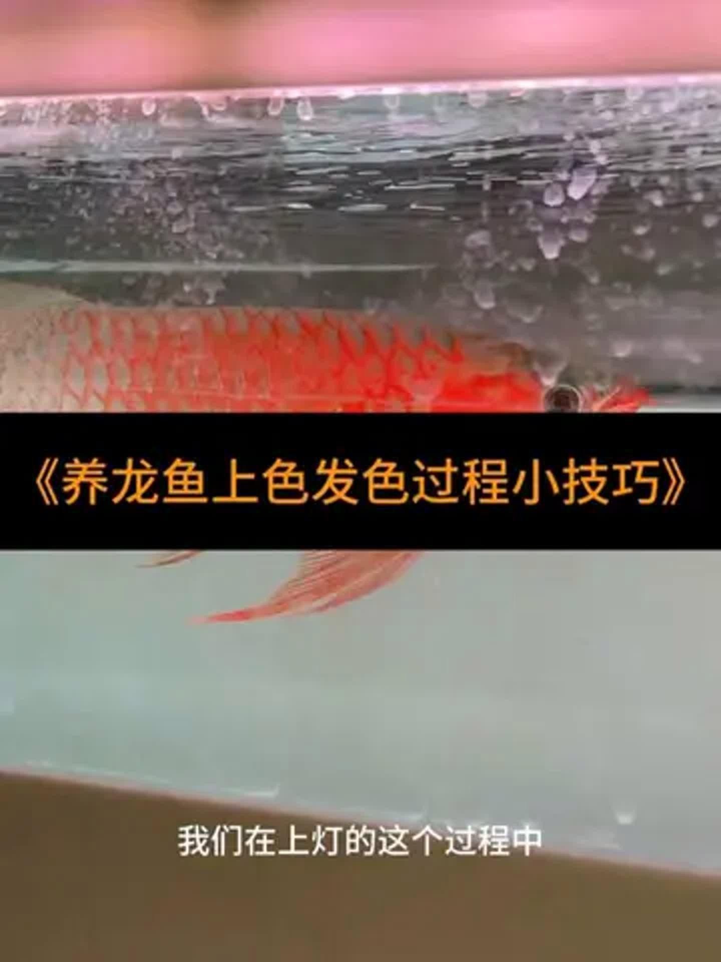 如何讓龍魚發(fā)色更好一些（龍魚發(fā)色管理技巧）