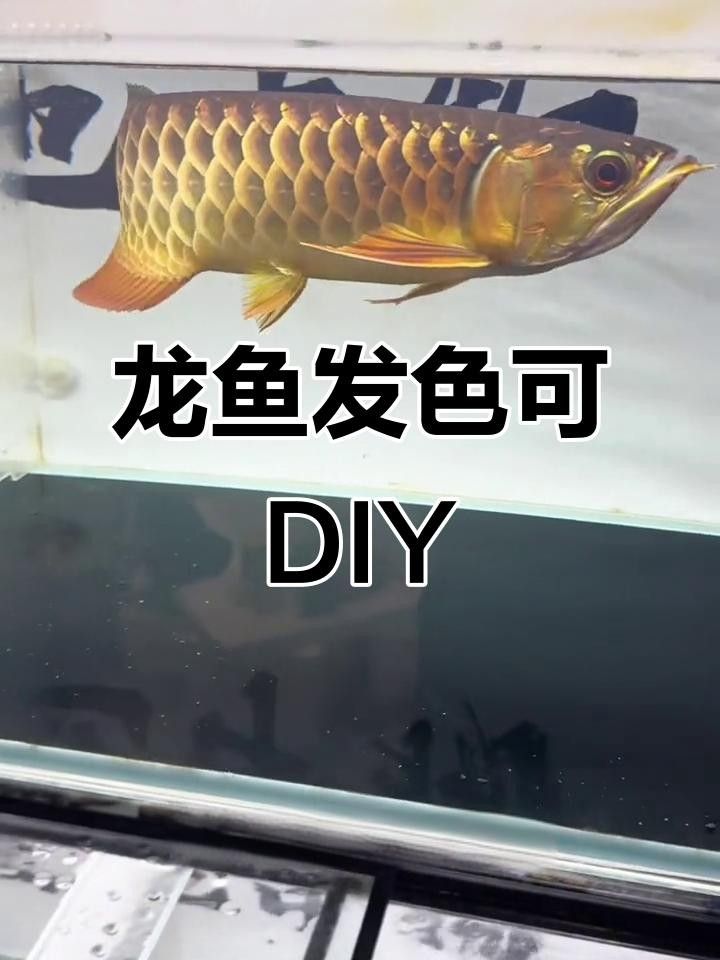 如何讓龍魚發(fā)色更好一些（龍魚發(fā)色管理技巧）