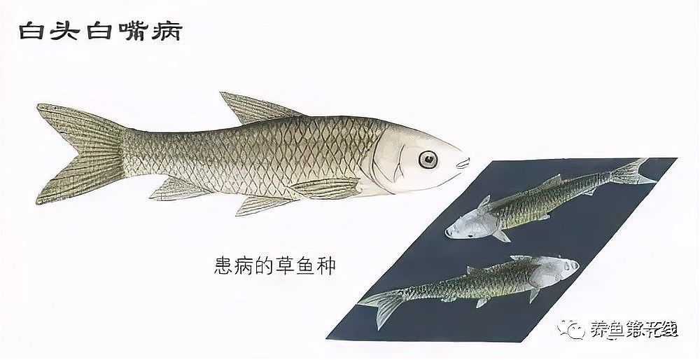 龍魚嘴白白的圖片（龍魚嘴上長出白色肉球劇癮者bup）