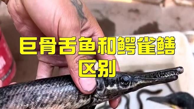 如何區分不同科的骨舌魚？（區分不同科的骨舌魚需要仔細觀察其體型、體色以及生活習性）
