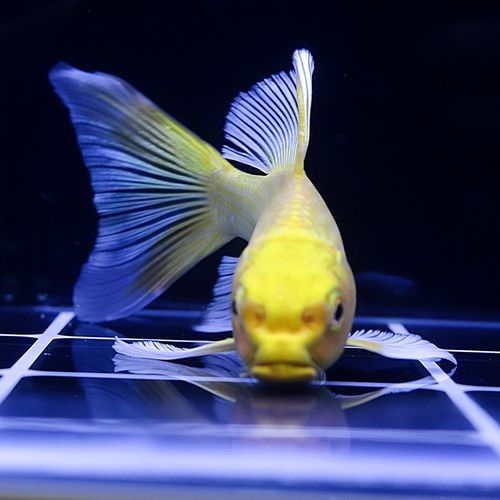 龍鳳魚一條多少錢（龍鳳錦鯉的價格范圍是多少？）