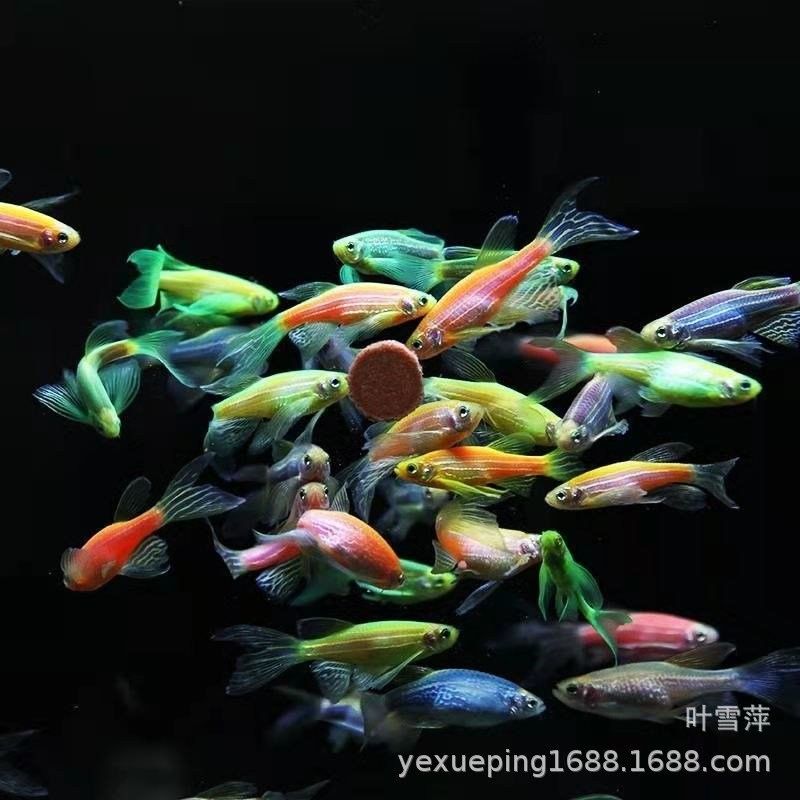 龍鳳魚一條多少錢（龍鳳錦鯉的價格范圍是多少？）