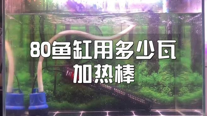 80cm缸養(yǎng)龍魚需要多大的加熱器（80cm缸養(yǎng)龍魚用多大加熱棒合適？）