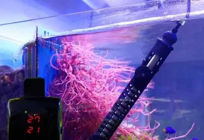 80cm缸養(yǎng)龍魚需要多大的加熱器（80cm缸養(yǎng)龍魚用多大加熱棒合適？）