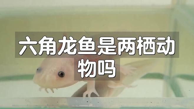 六枝龍魚