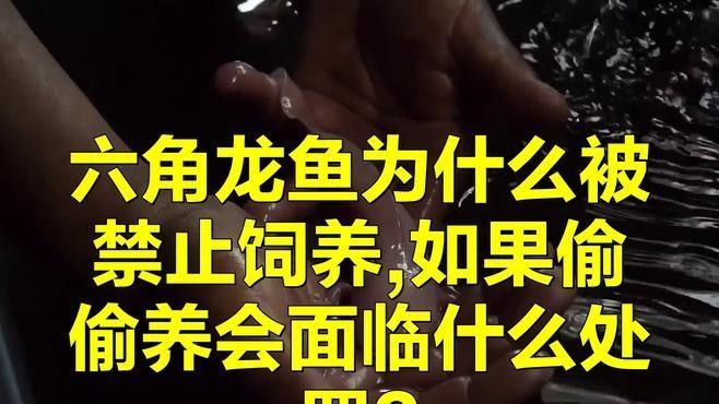 六枝龍魚