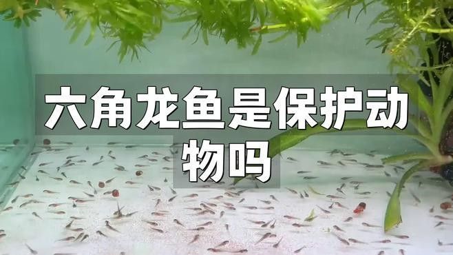 六枝龍魚