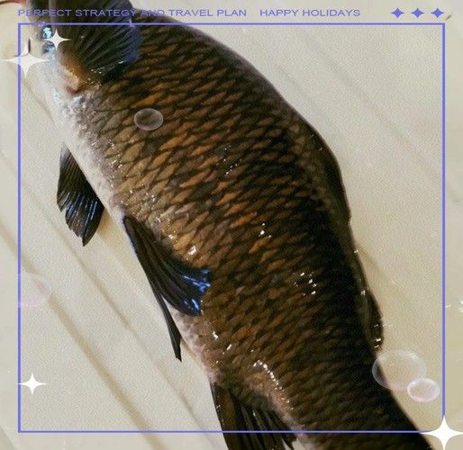 嘉陵江魚類圖片（嘉陵江十大名魚囍囍嘉陵江魚類一覽表）