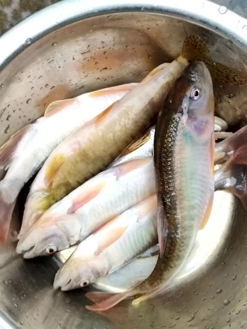 嘉陵江魚類圖片（嘉陵江十大名魚囍囍嘉陵江魚類一覽表）