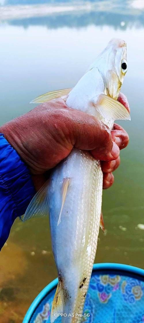 嘉陵江魚類圖片（嘉陵江十大名魚囍囍嘉陵江魚類一覽表）