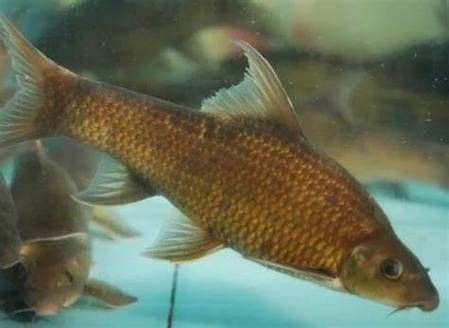 嘉陵江魚類圖片（嘉陵江十大名魚囍囍嘉陵江魚類一覽表）