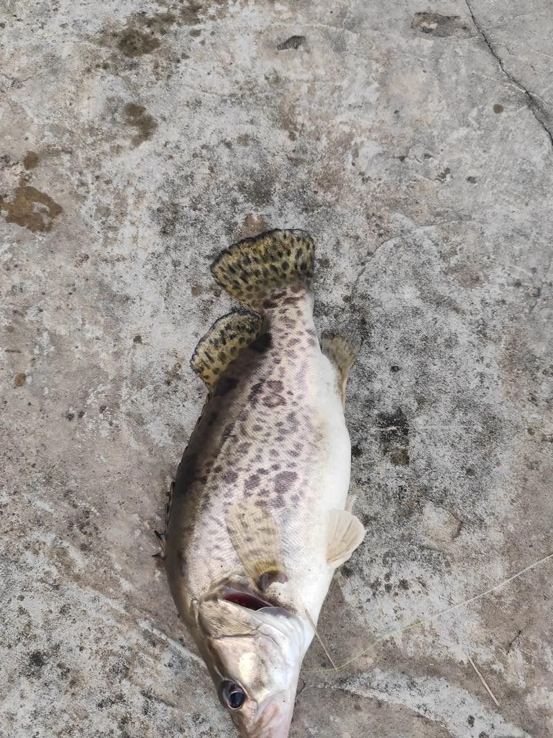 嘉陵江魚類圖片（嘉陵江十大名魚囍囍嘉陵江魚類一覽表）