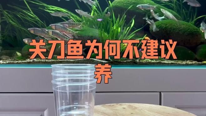 朱巴利關刀魚好養嗎（朱巴利關刀魚為什么容易死寵小潤朱巴利關刀魚的壽命有多長） 朱巴利關刀魚好養嗎（朱巴利關刀魚為什么容易死寵小潤朱巴利關刀魚的壽命有多長） 觀賞魚百科 第1張