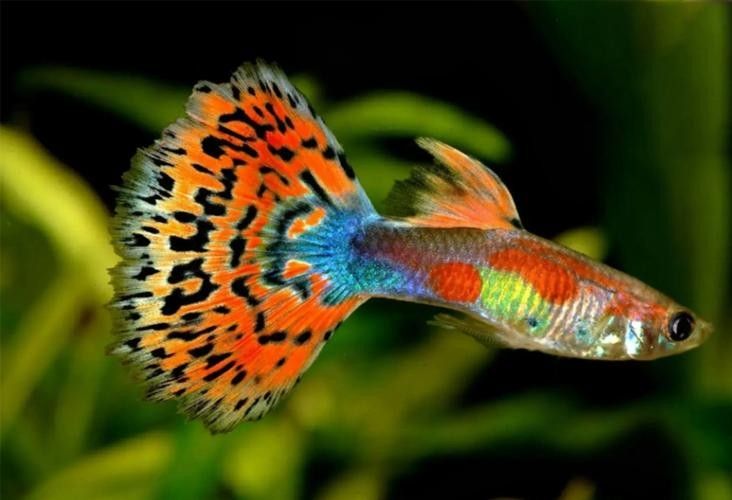龍魚吃海蝦的頻率如何調整，，如何判斷龍魚吃海蝦的頻率如何調整