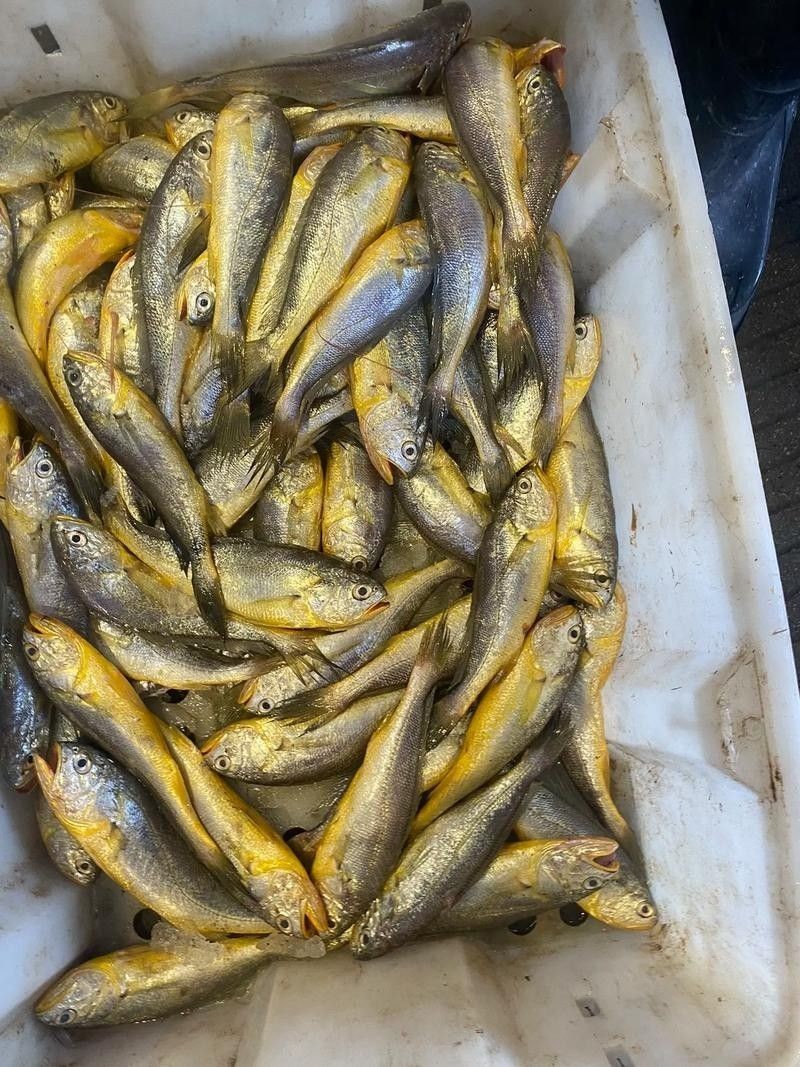 金龍魚和小黃魚有什么區別