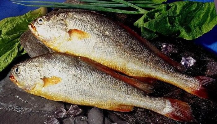 金龍魚和小黃魚有什么區別