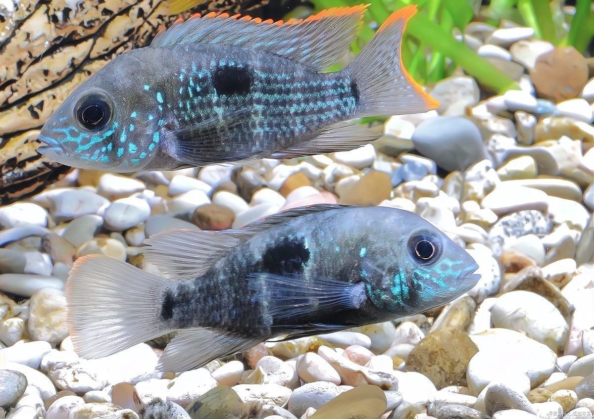 哪些材質(zhì)的魚缸蓋適合六角龍？