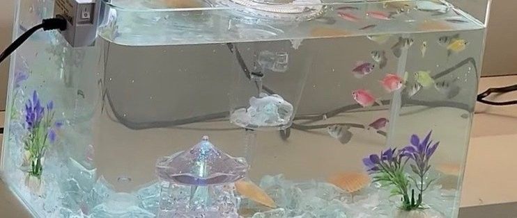 哪些材質(zhì)的魚缸蓋適合六角龍？