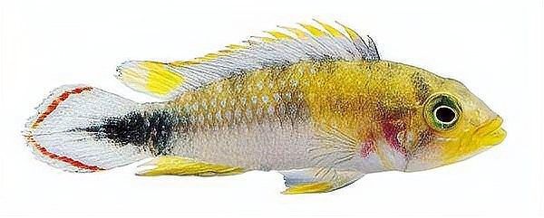如何區分七彩雷龍魚的年齡（七彩雷龍魚的年齡并非易事，怎樣判斷魚的年齡并非易事）