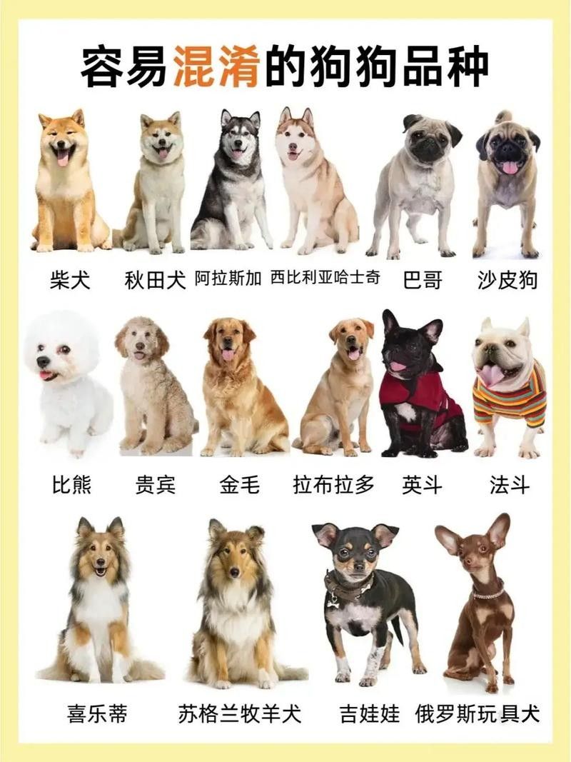 推薦一些更多混養品種（哪些寵物可以混養在一起養在一起呆萌醬家里不夠亂的）
