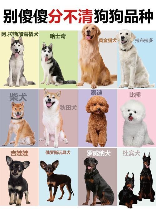 推薦一些更多混養品種（哪些寵物可以混養在一起養在一起呆萌醬家里不夠亂的）