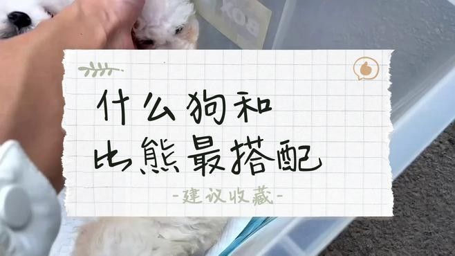 推薦一些更多混養品種（哪些寵物可以混養在一起養在一起呆萌醬家里不夠亂的）