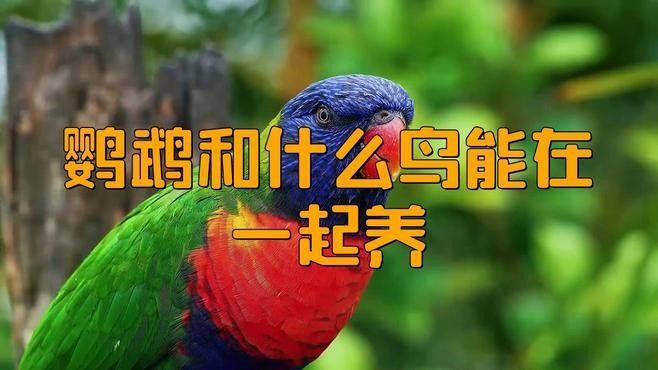 推薦一些更多混養品種（哪些寵物可以混養在一起養在一起呆萌醬家里不夠亂的）