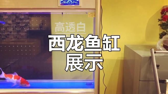 西龍魚缸有哪些型號？（西龍魚缸哪個型號性價比最高西龍魚缸哪個型號性價比最高）